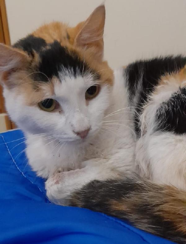 ALBA, Dolcissima Gattina Tricolore Foto 2